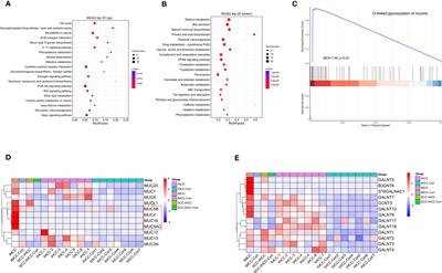 Multi-omics integrated analyzed the origin of intrahepatic mucinous cholangiocarcinoma: a case report